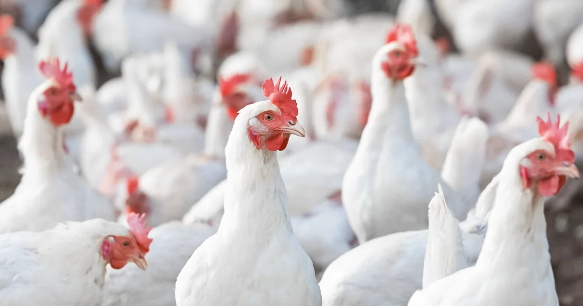 ¿Dónde comprar Pollitas y Gallinas Ponedoras en Chile?